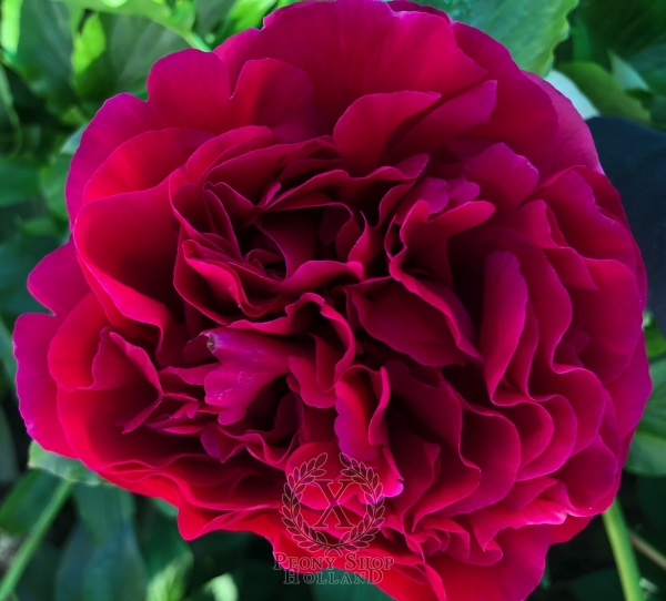 Peony Gaia®