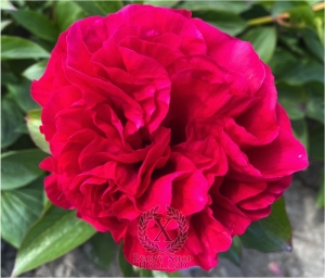 Thumbnail of Peony Gaia®, image 2 of 6