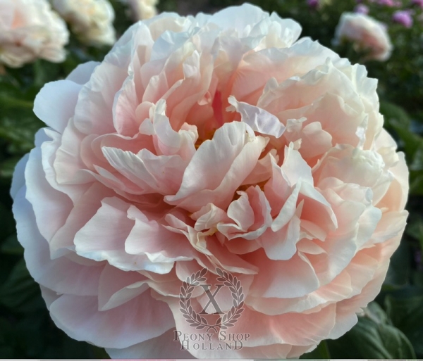 Peony Galerius®