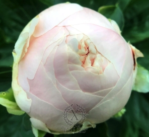 Thumbnail of Peony Galerius®, image 10 of 10