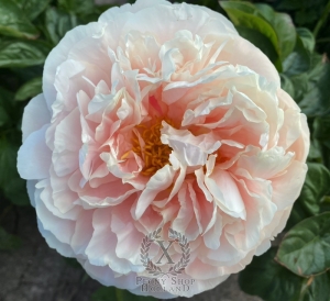 Thumbnail of Peony Galerius®, image 2 of 10