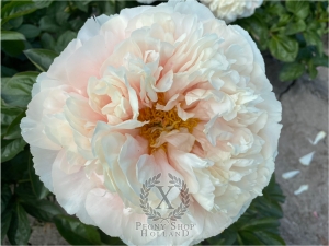 Thumbnail of Peony Galerius®, image 3 of 10