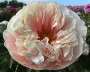 Thumbnail of Peony Galerius®, image 4 of 10