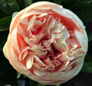 Thumbnail of Peony Galerius®, image 5 of 10