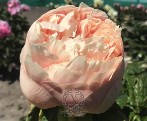 Thumbnail of Peony Galerius®, image 6 of 10