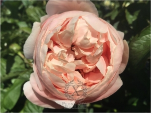 Thumbnail of Peony Galerius®, image 7 of 10