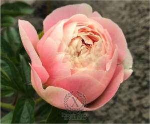 Thumbnail of Peony Galerius®, image 8 of 10