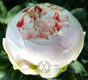 Thumbnail of Peony Galerius®, image 9 of 10