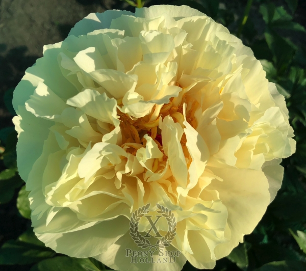 Peony Gallienus, image 1 of 6