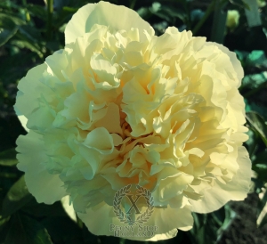 Thumbnail of Peony Gallienus, image 2 of 6