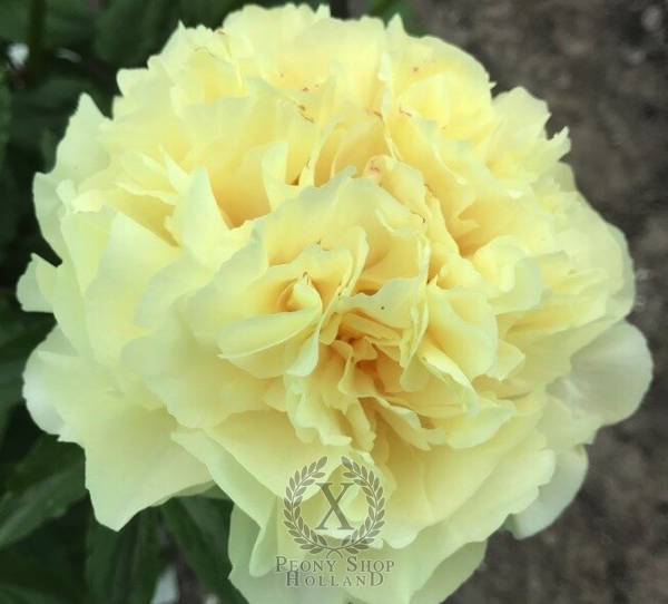 Peony Gallienus, image 3 of 6