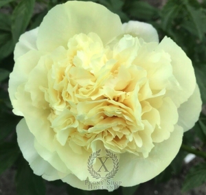 Thumbnail of Peony Gallienus, image 4 of 6