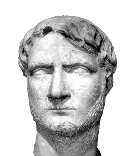 Peony Gallienus, image 6 of 6