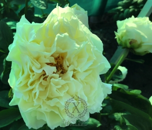 Thumbnail of Peony Garden of Elysium, image 2 of 3