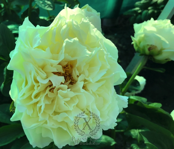 Peony Garden of Elysium, image 2 of 3