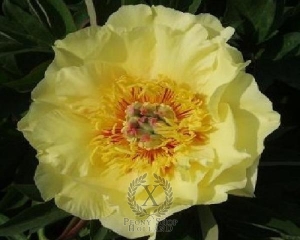 Thumbnail of Peony Garden Treasure ~ Itoh Hybrid, image 1 of 4