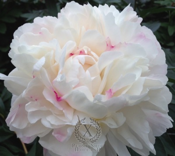 Peony Gardenia