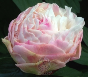 Thumbnail of Peony Gardenia, image 2 of 5