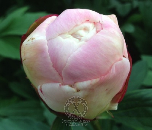 Peony Gardenia, image 3 of 5