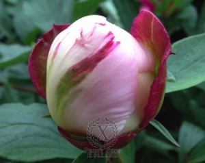 Thumbnail of Peony Gardenia, image 4 of 5