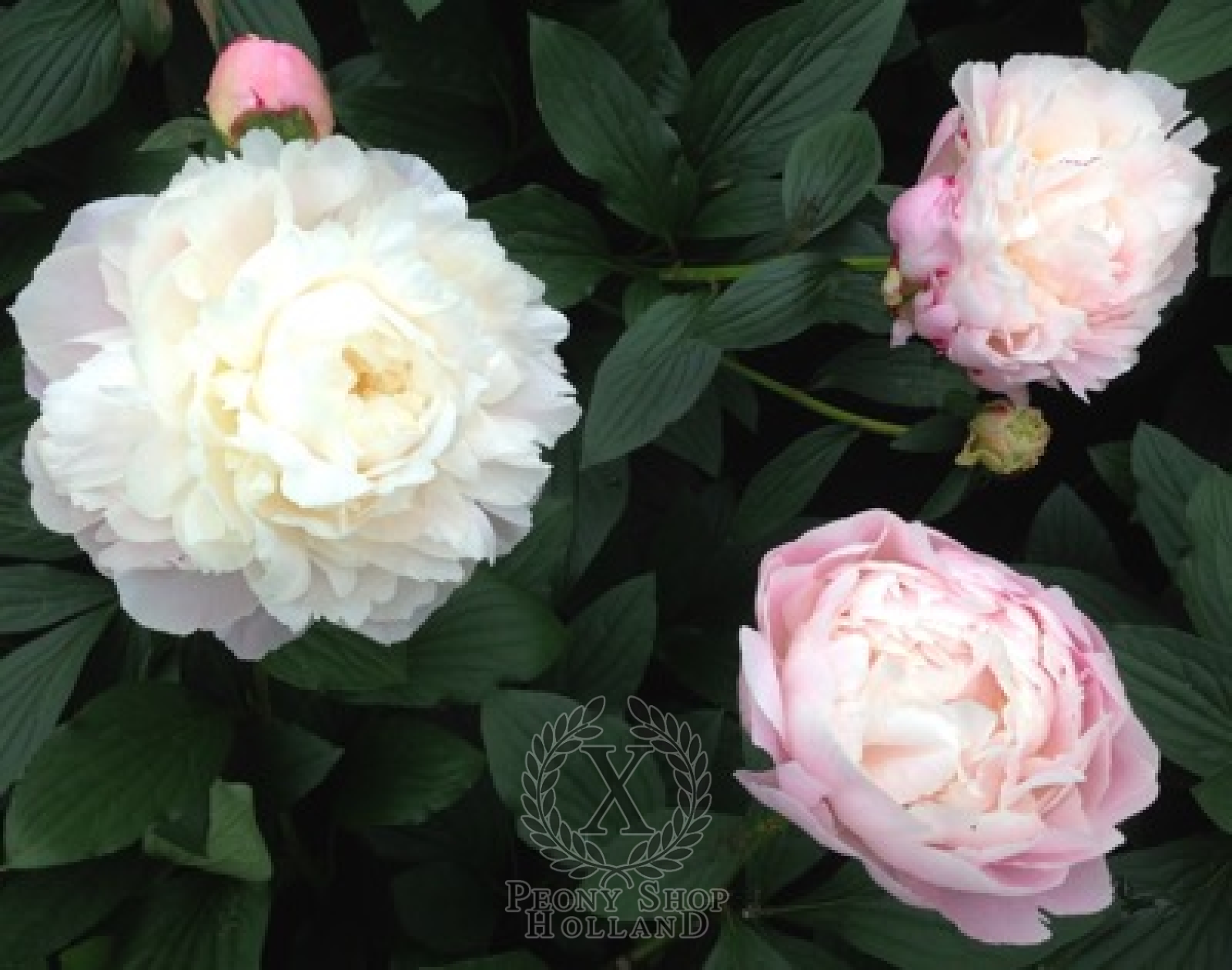 Peony Gardenia at peony nursery 