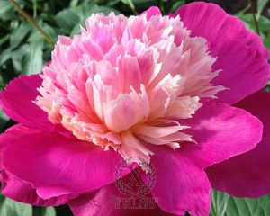 Thumbnail of Peony Gay Paree, image 1 of 5