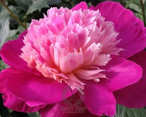 Thumbnail of Peony Gay Paree, image 2 of 5