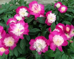 Thumbnail of Peony Gay Paree, image 4 of 5