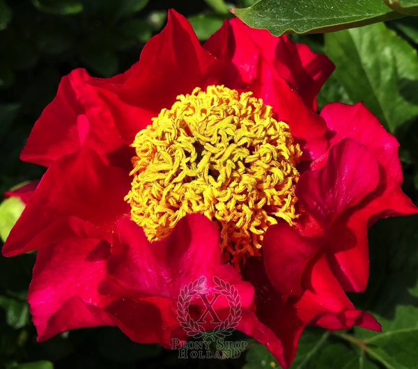 Peony Gemina