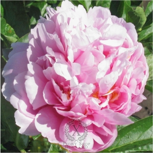 Thumbnail of Peony Gena Marie, image 1 of 1