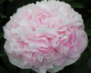 Thumbnail of Peony Georgiana Shaylor, image 1 of 1