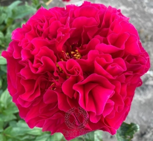 Thumbnail of Peony Germanicus®, image 1 of 1