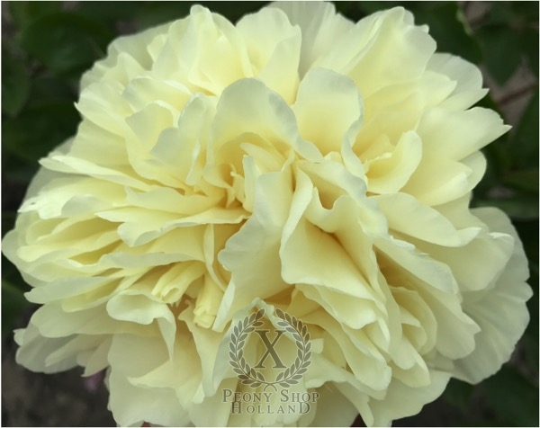 Peony Geryon