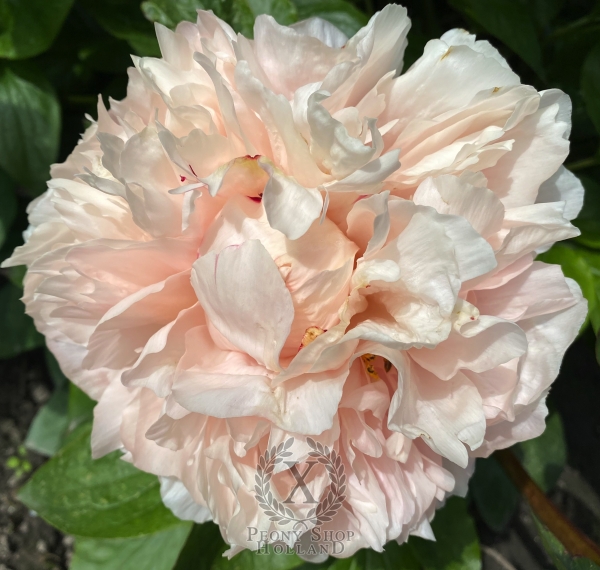 Peony Gladius®