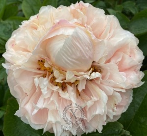 Thumbnail of Peony Gladius®, image 2 of 5