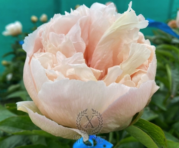 Peony Gladius®, image 3 of 5