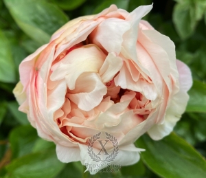 Thumbnail of Peony Gladius®, image 4 of 5