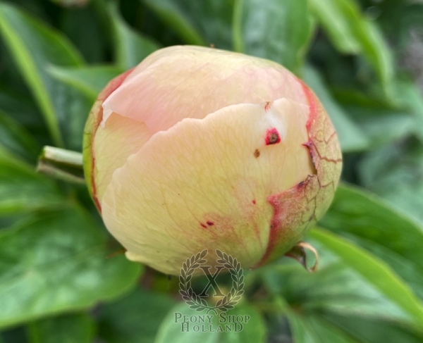 Peony Gladius®, image 5 of 5