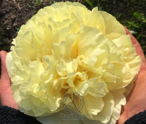 Thumbnail of Peony Gloria Romanorum, image 3 of 3