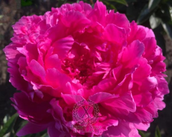 Peony Glory Hallelujah