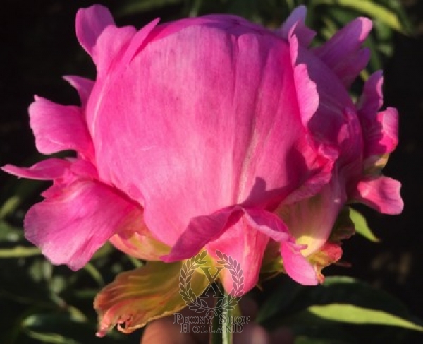 Peony Glory Hallelujah, image 2 of 2