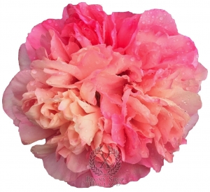 Thumbnail of Peony Glory of Rome®, image 1 of 10