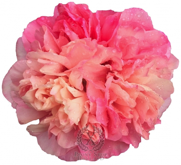 Peony Glory of Rome®