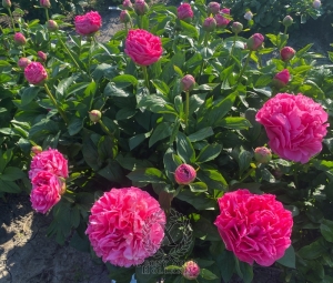 Thumbnail of Peony Glory of Rome®, image 10 of 10