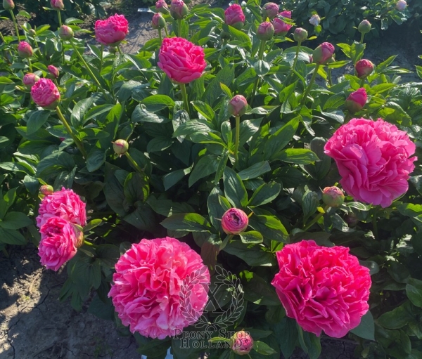 Peony Glory of Rome®, image 10 of 10