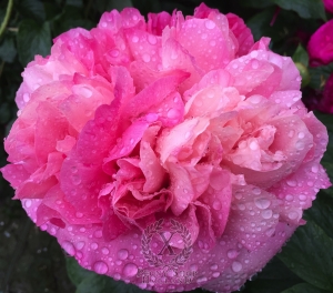 Thumbnail of Peony Glory of Rome®, image 3 of 10