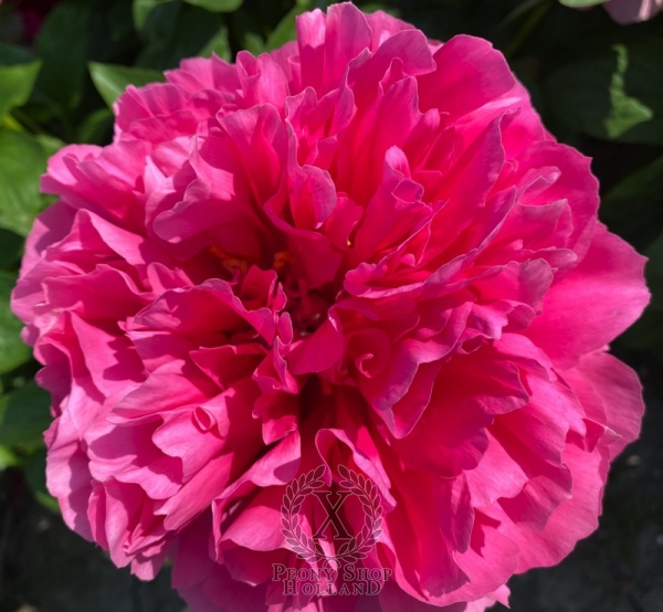 Peony Glory of Rome®, image 5 of 10