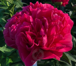 Thumbnail of Peony Glory of Rome®, image 6 of 10