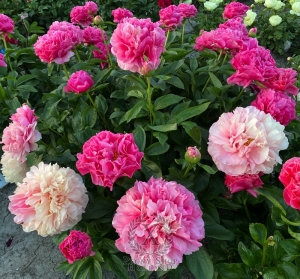 Thumbnail of Peony Glory of Rome®, image 7 of 10