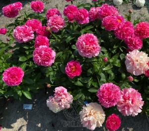 Thumbnail of Peony Glory of Rome®, image 8 of 10